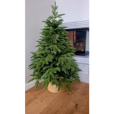 Choinka sztuczna Jodła szlachetna jak żywa  PE w donicy